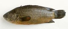 ต่อไปเป็นตระกูลปลาหมอ นะคับ

ปลาหมอ ปลาน้ำจืดชนิดหนึ่ง มีชื่อวิทยาศาสตร์ว่า Anabas testudineus ในว