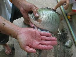 ปลาหมอตาล (อังกฤษ: Kissing gourami) หรือที่นิยม