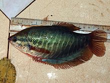 ปลาสลิด ปลาน้ำจืดชนิดหนึ่ง มีชื่อวิทยาศาสตร์ว่า Trichogaster pectoralis ในวงศ์ปลากัด ปลากระดี่ (Osph