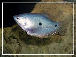 สกุลปลากระดี่ (อังกฤษ: Gourami, อินโดนีเซีย: Sepat, อีสาน: กระเดิด) เป็นสกุลปลาน้ำจืดจำพวกหนึ่ง ในสก