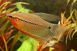 ปลากระดี่มุก ปลาน้ำจืดชนิดหนึ่ง มีชื่อวิทยาศาสตร์ว่า Trichogaster leeri ในวงศ์ปลากัด ปลากระดี่ (Osph