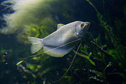 ปลากระดี่นาง ปลาน้ำจืดชนิดหนึ่ง มีชื่อวิทยาศาสตร์ว่า Trichogaster microlepis ในวงศ์ปลากัด ปลากระดี่ 