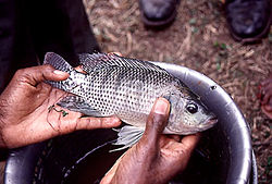 ปลานิล (อังกฤษ: Nile Tilapia, Mango fish, Nilotica) เป็นปลาน้ำจืดชนิดหนึ่งในวงศ์ปลาหมอสี (Cichlidae)