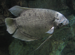 ปลาแรด (อังกฤษ: Giant gourami-แปลตรงตัว "ปลากระดี่ยักษ์"; ชื่อวิทยาศาสตร์: Osphronemus goramy) เป็