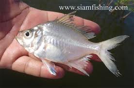 ปลาแป้นแก้ว (วงศ์: Ambassidae อดีตเคยใช้ Chandidae, อังกฤษ: Asiatic glassfish) วงศ์ปลากระดูกแข็งวงศ์