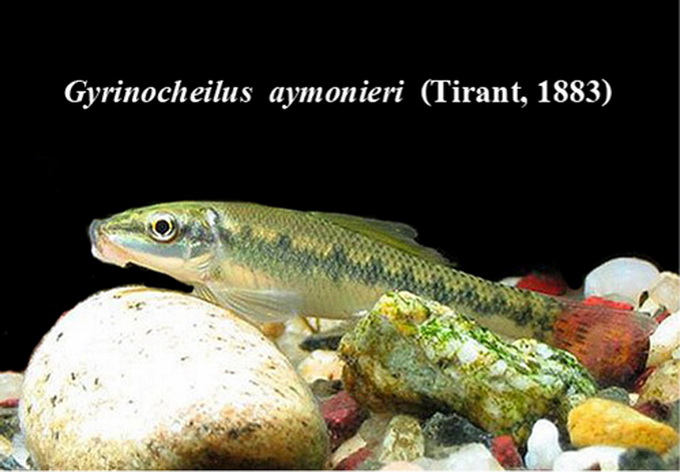 ปลาน้ำผึ้ง หรือ อีดูด

ชื่อสามัญ  Siamese algae eater

ชื่อวิทยาศาสตร์  Gyrinocheilus  aymonieri