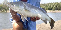 ปลากะพงขาว (อังกฤษ: Barramundi, Silver perch, White perch) เป็นปลาทะเลชนิดหนึ่งที่สามารถปรับตัวให้อย