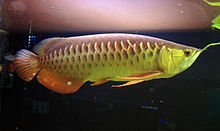 ปลาตะพัด หรือที่นิยมเรียกว่า อะโรวาน่า เป็นปลาน้ำจืดชนิดหนึ่ง มีวิวัฒนาการจากปลาโบราณเพียงเล็กน้อย จ
