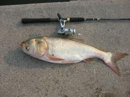 ปลาซ่ง หรือ ปลาซ่งฮื้อ หรือ ปลาหัวโต (อังกฤษ: Bighead carp, ชื่อวิทยาศาสตร์: Hypophthalmichthys nobi