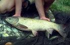 ปลาเฉา (อังกฤษ: Grass Carp, ชื่อวิทยาศาสตร์: Ctenopharyngodon idella) หรือ เฉาฮื้อ หรือ ปลากินหญ้า เ