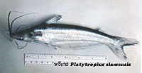 เพิ่มเติมคับ
ปลาหวีเกศ (อังกฤษ: Siamese schilbeid catfish) เป็นปลาน้ำจืดชนิดหนึ่ง มีชื่อวิทยาศาสตร์