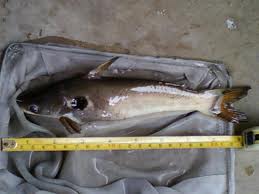 เพิ่มเติมคับ
ปลากดทองคำ ( Mystus  bimaculatus )
      ชื่อสามัญ Two-spotted catfish
    ปลากดทองค