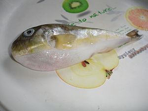 ปลาปักเป้า (ชื่อวิทยาศาสตร์: Tetraodontiformes, อังกฤษ: Puffer, Sunfish, Triggerfish, Filefish) เป็น