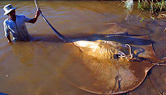 ปลากระเบนราหู (อังกฤษ: Giant freshwater whipray) เป็น