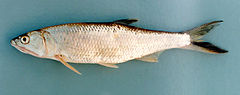 เพิ่มเติมคับ 
ปลาสะนาก (อังกฤษ: Burmese trout) เป็นชื่อปลาน้ำจืดชนิดหนึ่ง ที่มีชื่อวิทยาศาสตร์ว่า R