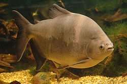 ปลาเปคู หรือ ปลาคู้ หรือที่นิยมเรียกกันในเชิงการเกษตรว่า ปลาจาระเม็ดน้ำจืด (อังกฤษ: Pacu) เป็นชื่อสา