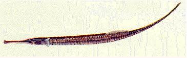 เพิ่มเติมคับ

ปลาจิ้มฟันจระเข้ (อังกฤษ: Pipefish) คือ ปลากระดูกแข็งจำพวกหนึ่ง ที่อยู่ในวงศ์ย่อย Sy