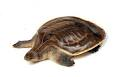 ตะพาบม่านลาย (อังกฤษ: Nutaphand's Narrow Headed Softshell Turtle) เป็นตะพาบที่มีลวดลายสวยและมีขนาดใ