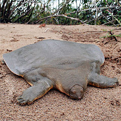 ตะพาบหัวกบ (อังกฤษ: Cantor's giant soft-shelled turtle) เป็นตะพาบชนิดหนึ่ง มีชื่อวิทยาศาสตร์ว่า Pel