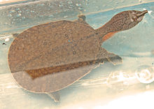 ตะพาบแก้มแดง (อังกฤษ: Malayan Solf-Shell Turtle) เป็นตะพาบชนิดหนึ่งที่พบได้ในประเทศไทย มีชื่อวิทยาศา