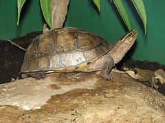 เต่าหับ (อังกฤษ: Asian box turtle) สัตว์เลื้อยคลานจำพวกเต่าชนิดหนึ่ง มีชื่อวิทยาศาสตร์ว่า Cuora ambo