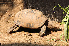 เต่าเหลือง หรือ เต่าเทียน หรือ เต่าแขนง หรือ เต่าขี้ผึ้ง (อังกฤษ: Elongated tortoise) เป็นเต่าบกชนิด