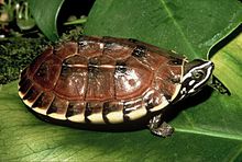 เต่านา หรือ เต่าสามสัน (อังกฤษ: Snail-eating turtle) สัตว์เลื้อยคลานสองชนิดจำพวกเต่าที่อยู่ในสกุล Ma