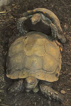 เต่าหก (อังกฤษ: Asian forest tortoise) เป็นเต่าบกชน