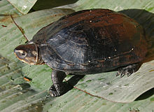 เต่าดำ หรือ เต่ากา หรือ เต่าแก้มขาว (อังกฤษ: Black marsh turtle; จีน: 粗頸龜; ชื่อ