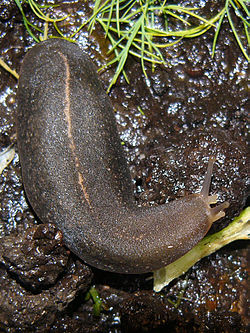 ทาก (อังกฤษ: Slug; ชื่อวิทยาศาสตร์: Haemadipsa sylvestris) จัดอยู่ในประเภทสัตว์ไม่มีกระดูกสันหลัง ไฟ