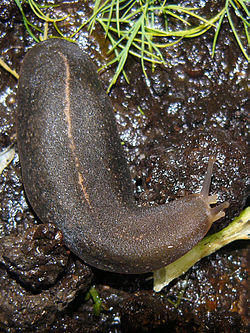 ทาก (อังกฤษ: Slug; ชื่อวิทยาศาสตร์: Haemadipsa sylve