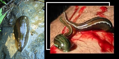 ปลิงควาย (Aquatic Leech) และ ทากดูดเลือด (Land Leech) จัดอยู่ในไฟลัมแอนเนลิดา ลักษณะลำตัวเป็นข้อปล้อ