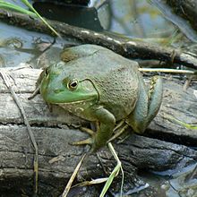 วงศ์กบนา หรือ วงศ์กบแท้ (อังกฤษ: True frog; วงศ์: Ranidae) เป็นวงศ์ของสัตว์ครึ่งบกครึ่งน้ำในอันดับกบ