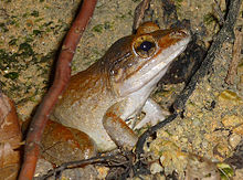 กบทูด หรือ กบภูเขา หรือ เขียดแลว (อังกฤษ: Kuhl's Creek Frog, Giant Asian River Frog, ชื่อวิทยาศาสตร