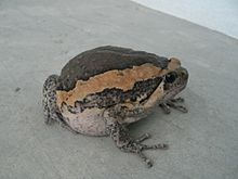 อึ่งอ่างบ้าน หรือ อึ่งยาง หรือที่นิยมเรียกกันโดยทั่วไปว่า อึ่งอ่าง (อังกฤษ: Asian painted frog, Chub