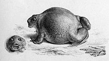 อึ่งปากขวด หรือ อึ่งเพ้า (ชื่อวิทยาศาสตร์: Glyphoglossus molossus; อังกฤษ: Truncate-snouted burrowin