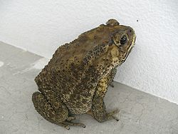 คางคก (อังกฤษ: Toad, วงศ์: Bufonidae) เป็นวงศ์ของสัตว์ครึ่งบกครึ่งน้ำในอันดับกบ (Anura) วงศ์หนึ่ง ใช