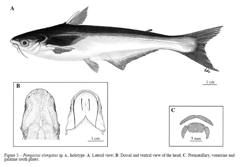 ปลาสังกะวาดวัง ( Pangasius elongatus ) ลักษณะเด่นที่ใช้ในการจำแนกชนิด ซึ่งแตกต่างจากปลาชนิดอื่น คือ 