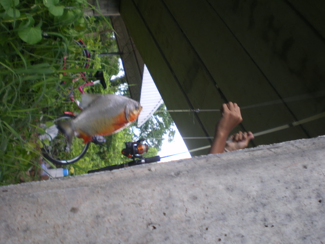โอ๊!! ปลาจาระเม็ด  :ohh: :ohh: ผมรีบโดดลงน้ำ (ที่ลึกไม่ถึงเข่า) แล้วลากสายเอ็นอ้อมเสาร์สะพาน แล้วลาก
