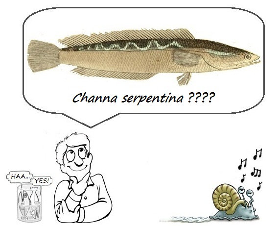 Channidae : L'Ophic&eacute;phale serpentin