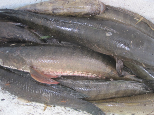 วันเสาร์ได้ปลาพอสมควรครับ  :grin: (ปลาบู่ที่เห็นในถุงตัวเล็กอันนี้เก็บได้จากบนถนนเนื่องจากนักตกปลาบา