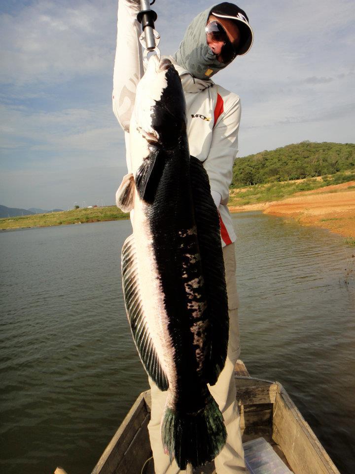 Love Pla Chado fishing in Thailand  :grin: :cheer: :cheer: :cheer: :cheer: