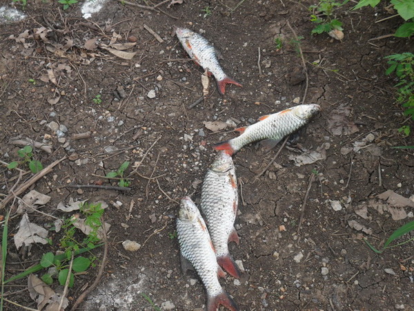 ปลารวมก่อนย้ายหมาย ยังมีอีกหลายตัวที่ไม่ได้ถ่ายไว้นะ

รูปที่โปรเจือได้ปลากับโปรเอ๋ได้ตัวเกือบ3โล ไ