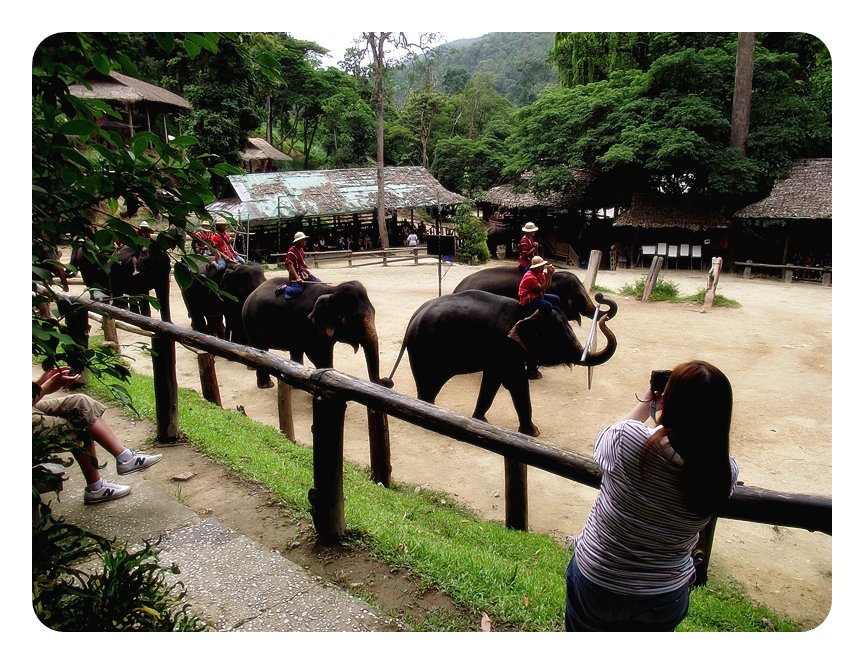 ช้างที่แสดงเริ่มมาแล้ววววว....... :grin: :grin: :grin: :grin: