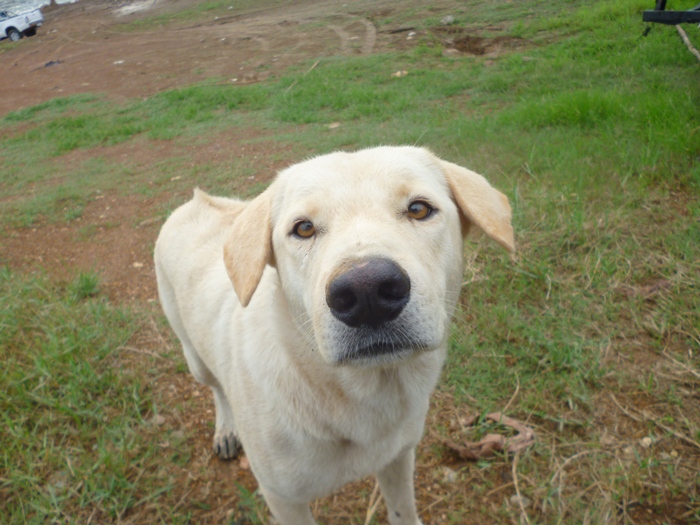 ตัวนี้โผล่มา ขอ กินตับปิ้ง อาหารเช้า น้าต่อ :laughing: :laughing: