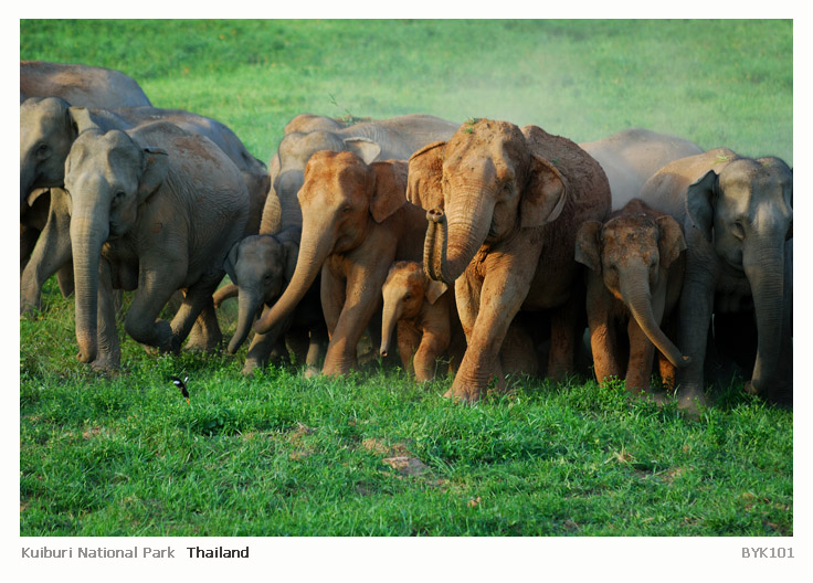 ช้างป่ากุยบุรี  ขึ้นชื่อขาโจ๋  ก่อกวนชาวไร่สับปะรดไม่ว่างเว้น  เป็นคู่กัดที่มีเรื่องราวสุดแสนแคลสสิค