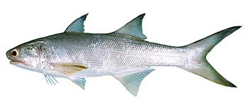 1. ปลากุเรา
2. Threadfin Fish
3. Fourfinger Threadfin
4. Cooktown Salmon
5. Bluntnose Salmon

