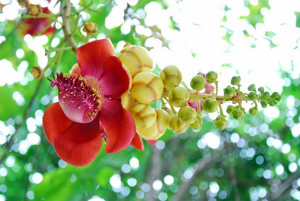 ความสวยงามของดอก ต้นสาระ 

ขอต่อภาพจากน้าศรีบูรพา.....จุดหมายเดียวกันวัดพันท้ายฯ ย้ายบ่อกะทันหัน
