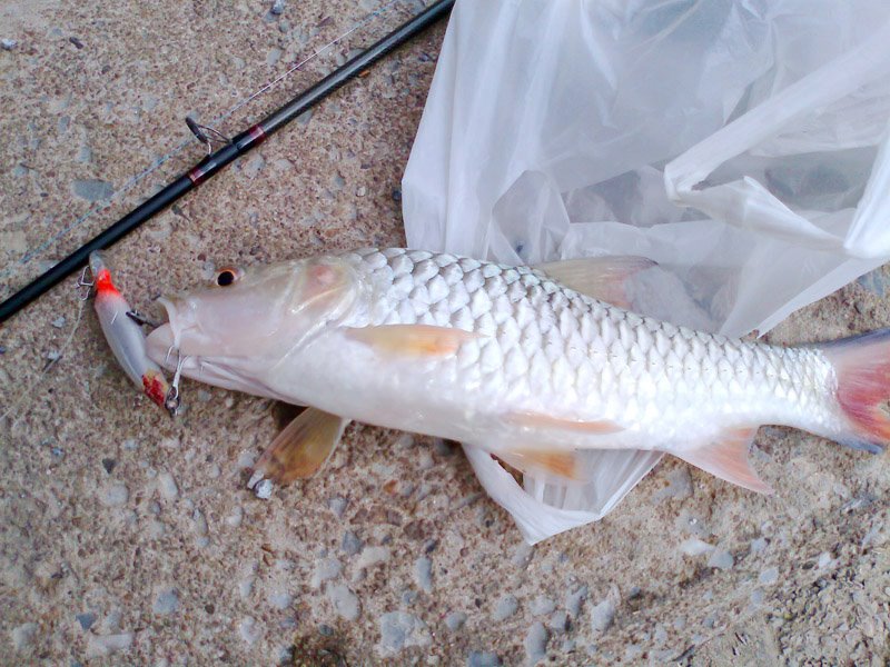 ตัวนี้ เหยื่อสามัญๆ อย่าง Rapala X-Rap   :grin: