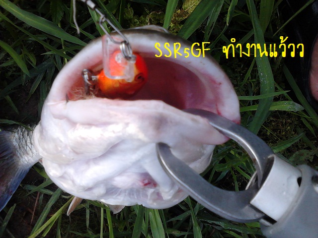 Rapala SSR5 GF
ของเค้าดีจริงๆ
หายไปเรยยยยย
 :grin: :love: :grin: :love: :grin: :love: